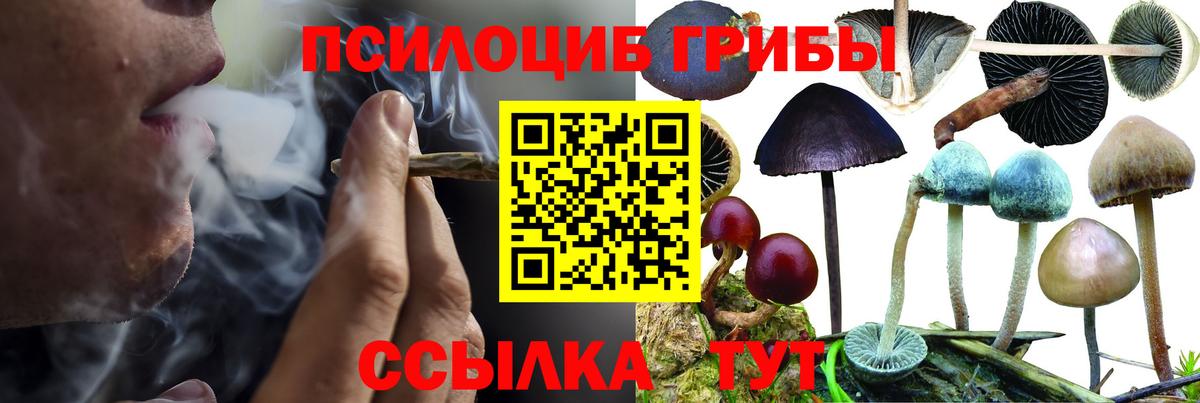 Псилоцибиновые грибы мицелий Кунгур